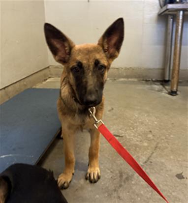 Shelter Stray Female Dog last seen , 600 Aviation Dr, Camarillo, CA 93010, USA