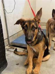 Shelter Stray Male Dog last seen , 600 Aviation Dr, Camarillo, CA 93010, USA