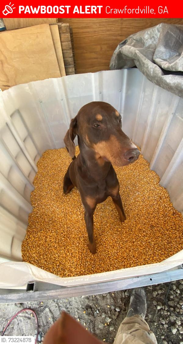 Lost Male Dog last seen Bethany Church Rd SW, Crawfordville, GA 30631, Crawfordville, GA 30631