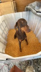 Lost Male Dog last seen Bethany Church Rd SW, Crawfordville, GA 30631, Crawfordville, GA 30631