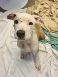 Shelter Stray Female Dog last seen Near Gresham Road Atlanta, 30316, 30316, GA, 3280 Chamblee Dunwoody Rd, Chamblee, GA 30341, USA