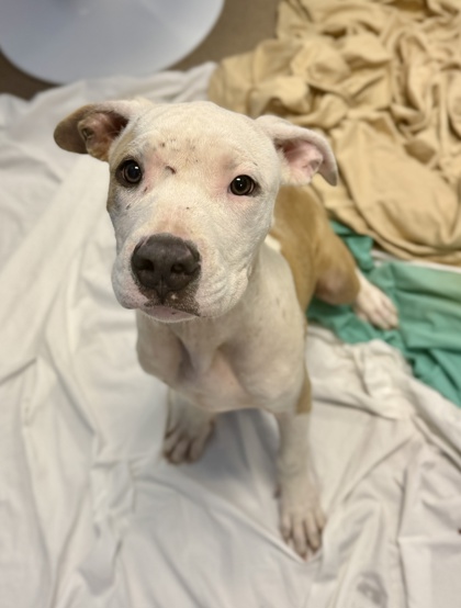 Shelter Stray Female Dog last seen Near Gresham Road Atlanta, 30316, 30316, GA, 3280 Chamblee Dunwoody Rd, Chamblee, GA 30341, USA