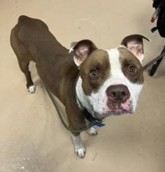 Shelter Stray Male Dog last seen Near BRETTON WOODS DRIVE Lithonia, 30058, 30058, GA, 3280 Chamblee Dunwoody Rd, Chamblee, GA 30341, USA