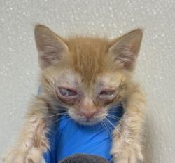 Shelter Stray Female Cat last seen Country Vlg and Landram Ln, City of Bryan, TX, 5359 Leonard Rd, Bryan, TX 77807, USA