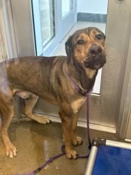 Shelter Stray Male Dog last seen W 150 & Crossburn, 1st District, OH, 9203 Detroit Ave, Cleveland, OH 44102, USA