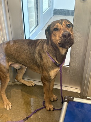 Shelter Stray Male Dog last seen W 150 & Crossburn, 1st District, OH, 9203 Detroit Ave, Cleveland, OH 44102, USA