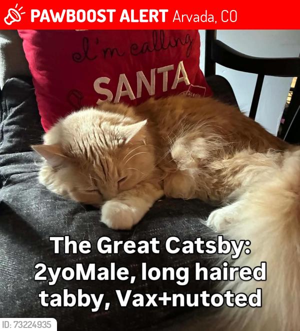 Lost Male Cat last seen 59th and Kippling, Arvada, CO 80004