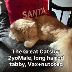 Lost Male Cat last seen 59th and Kippling, Arvada, CO 80004