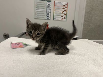 Shelter Stray Female Cat last seen NE 114th St, 64155, 64155, MO, 7077 Elmwood Ave, Kansas City, MO 64132, USA