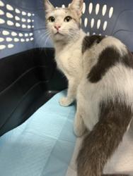 Shelter Stray Male Cat last seen Lake Temescal, Oakland,, 1101 29th Ave, Oakland, CA 94601, USA