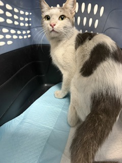 Shelter Stray Male Cat last seen Lake Temescal, Oakland,, 1101 29th Ave, Oakland, CA 94601, USA