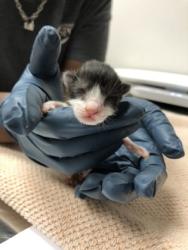 Shelter Stray Female Cat last seen Data Dr, Rancho Cordova, CA, 6201 Florin Perkins Rd, Sacramento, CA 95828, USA