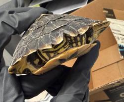 Shelter Stray Unknown Reptile last seen Balboa Avenue, San Diego, CA, 92117, 5500 Gaines St, San Diego, CA 92110, USA