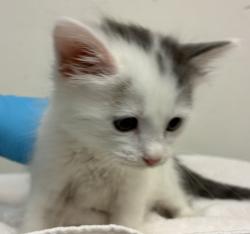 Shelter Stray Female Cat last seen NE 122nd and Glisan, PORTLAND, OR, 97230, 1700 W Historic Columbia River Hwy, Troutdale, OR 97060, USA