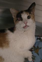 Shelter Stray Female Cat last seen Near Chambers Street, El Cajon, CA, 92020, El Cajon, CA 92020, USA
