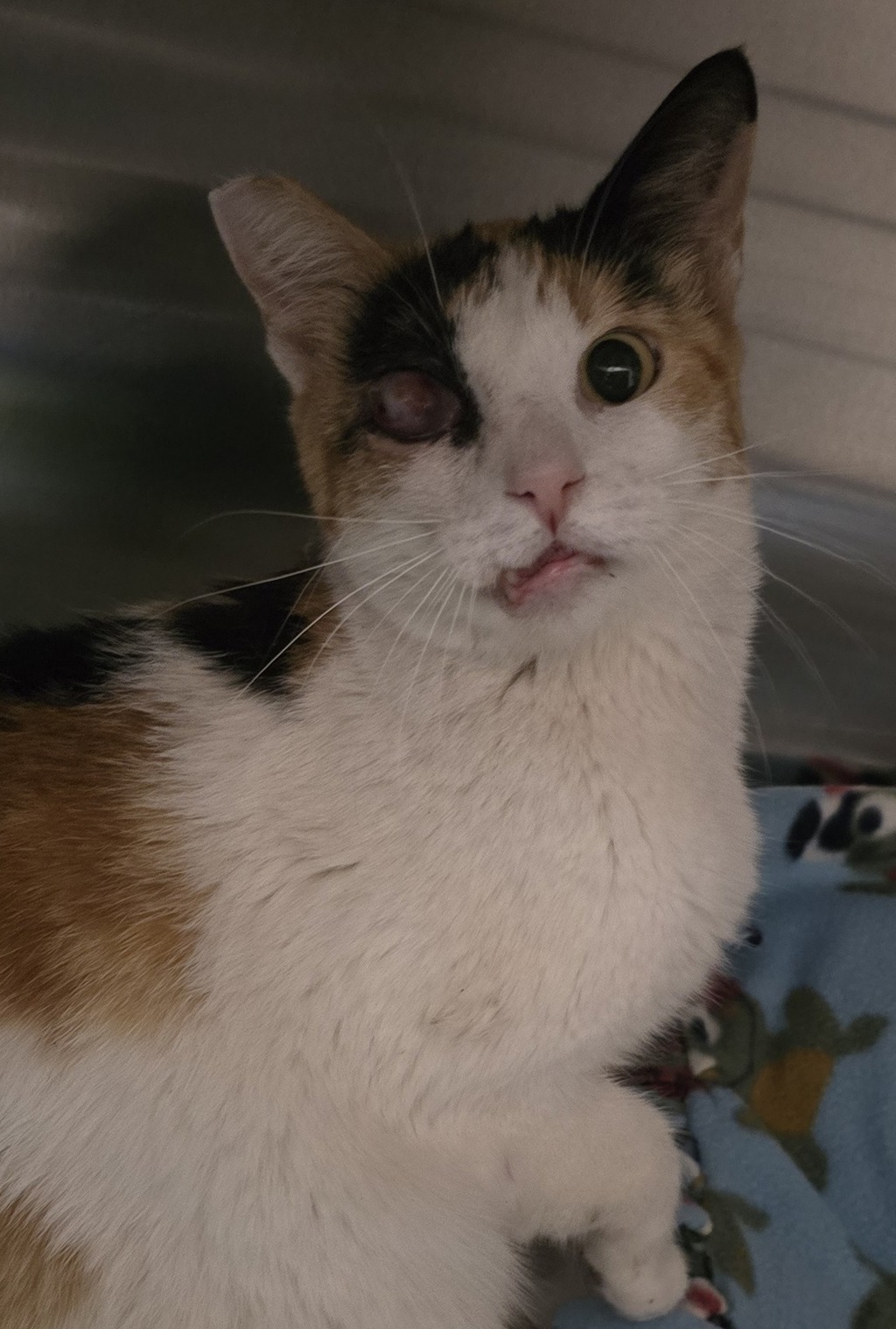 Shelter Stray Female Cat last seen Near Chambers Street, El Cajon, CA, 92020, El Cajon, CA 92020, USA