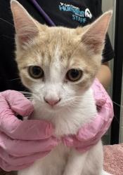 Shelter Stray Female Cat last seen Near Prospect Avenue, Santee, CA, 92071, El Cajon, CA 92020, USA