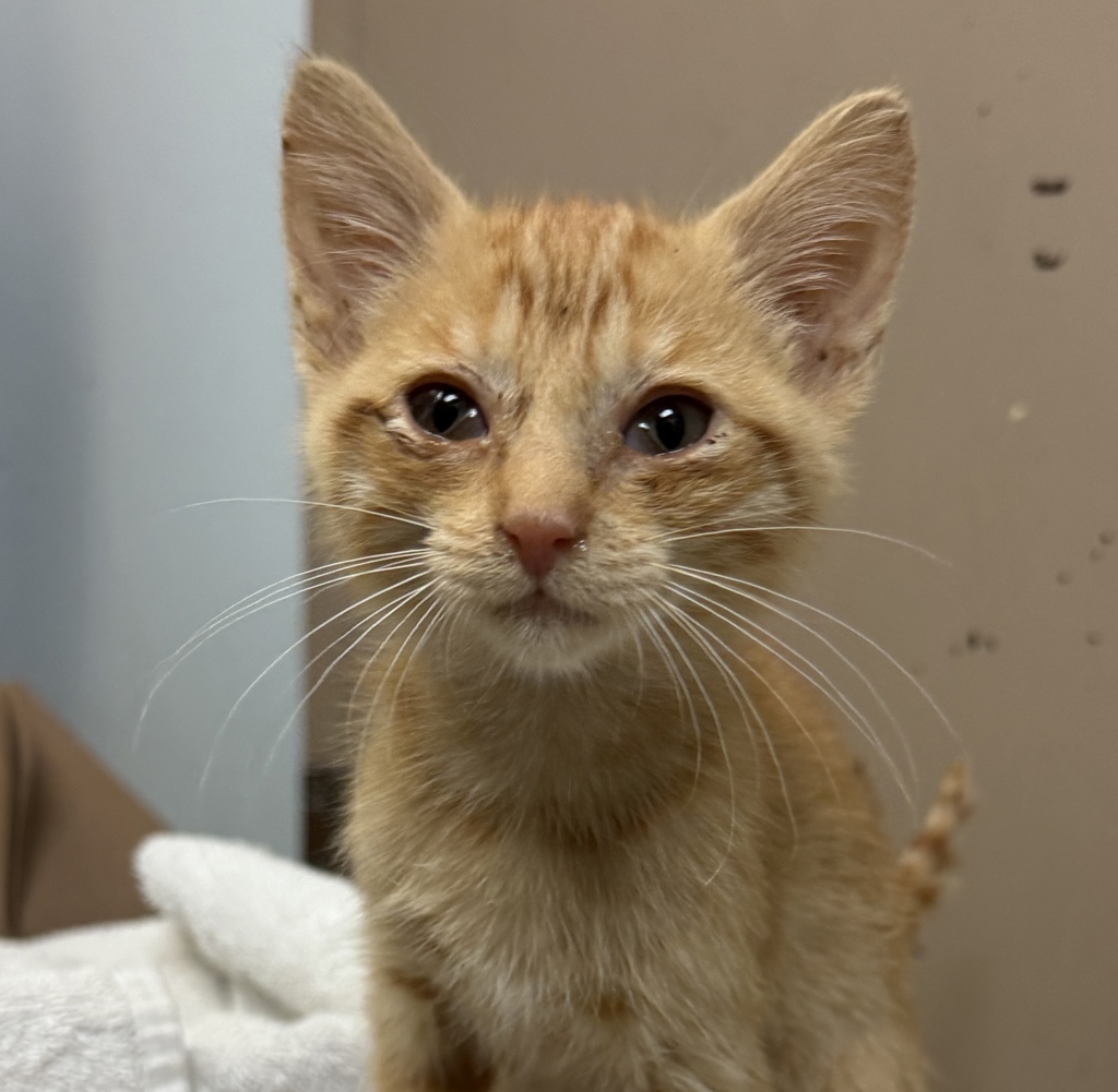 Shelter Stray Female Cat last seen Near S 28th Street, San Diego, CA, 92113, 5500 Gaines St, San Diego, CA 92110, USA