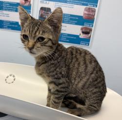Shelter Stray Female Cat last seen Near S 28th Street, San Diego, CA, 92113, 5500 Gaines St, San Diego, CA 92110, USA