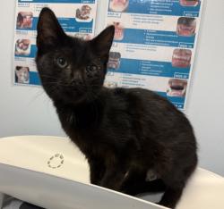 Shelter Stray Male Cat last seen Near S 28th Street, San Diego, CA, 92113, 5500 Gaines St, San Diego, CA 92110, USA