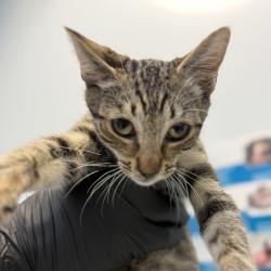 Shelter Stray Male Cat last seen Near S 28th Street, San Diego, CA, 92113, 5500 Gaines St, San Diego, CA 92110, USA
