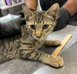 Shelter Stray Male Cat last seen Near S 28th Street, San Diego, CA, 92113, 5500 Gaines St, San Diego, CA 92110, USA