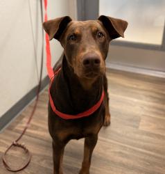 Shelter Stray Male Dog last seen Near Armstrong Avenue, San Diego, CA, 92111, 5500 Gaines St, San Diego, CA 92110, USA