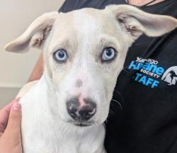 Shelter Stray Male Dog last seen Near Klauber Avenue, San Diego, CA, 92114, El Cajon, CA 92020, USA