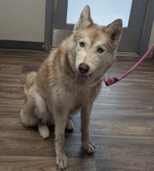Shelter Stray Male Dog last seen Imperial Avenue, San Diego, CA, 92102, 5500 Gaines St, San Diego, CA 92110, USA