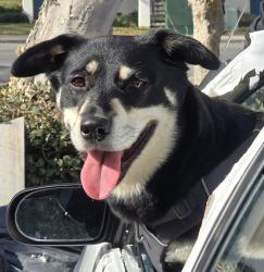 Shelter Stray Female Dog last seen Consolidation, San Diego, CA, 92121, 5500 Gaines St, San Diego, CA 92110, USA