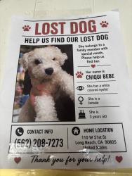 Lost Female Dog last seen Near W 51st StLong Beach,, Long Beach, CA 90805