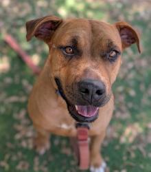 Shelter Stray Female Dog last seen Kaile Ln E, Escondido, CA, 92027, Escondido, CA 92027, USA