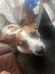 Lost Male Dog last seen Near Rosewell rd, Knoxville, TN 37923