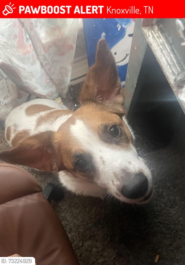 Lost Male Dog last seen Near Rosewell rd, Knoxville, TN 37923