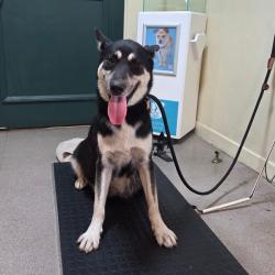 Shelter Stray Female Dog last seen , 361 S Raymond Ave, Pasadena, CA 91105, USA