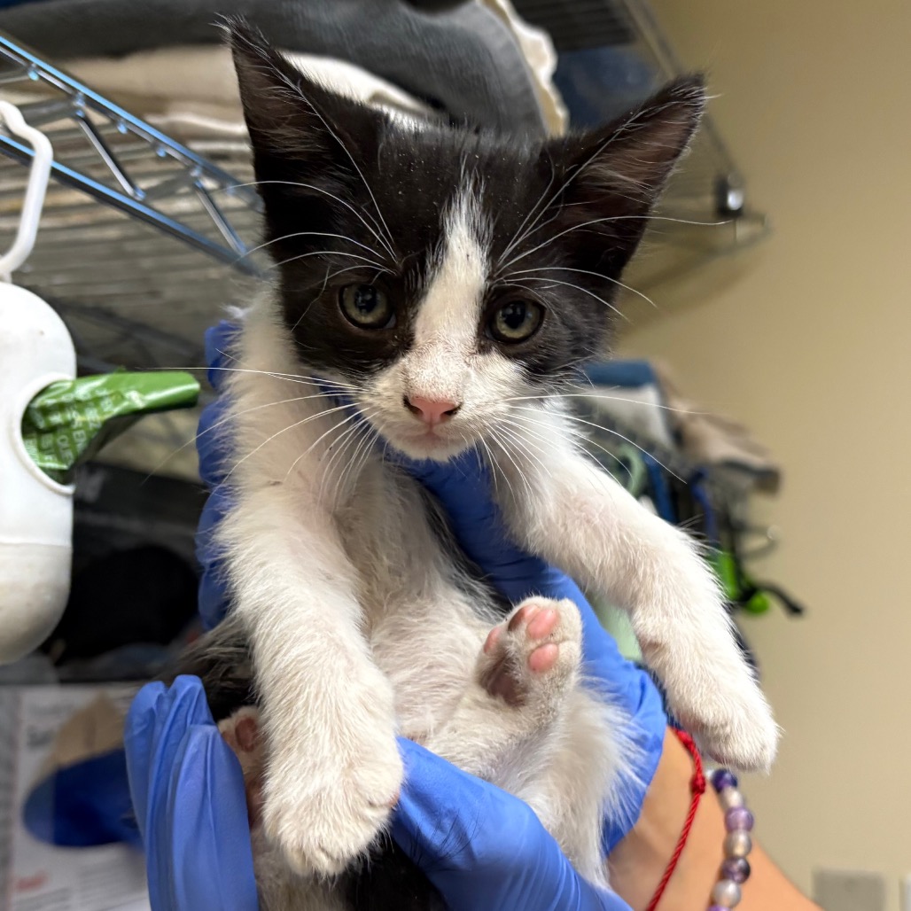 Shelter Stray Male Cat last seen , 361 S Raymond Ave, Pasadena, CA 91105, USA