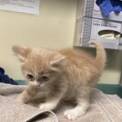 Shelter Stray Female Cat last seen , 361 S Raymond Ave, Pasadena, CA 91105, USA