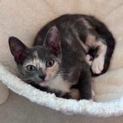 Shelter Stray Female Cat last seen , 8020 Washington St, Port Richey, FL 34668, USA