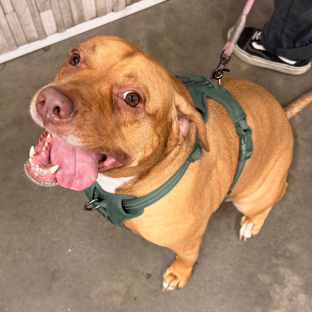 Shelter Stray Female Dog last seen , 3607 N Armenia Ave, Tampa, FL 33607, USA