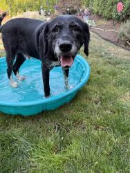 Found/Stray Male Dog last seen mountain view st, Eugene, OR 97401