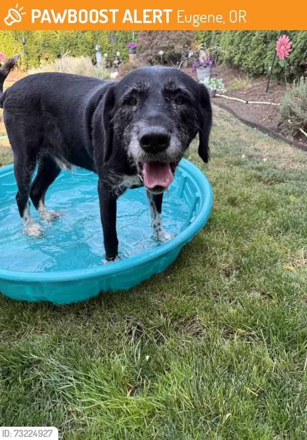 Found/Stray Male Dog last seen mountain view st, Eugene, OR 97401