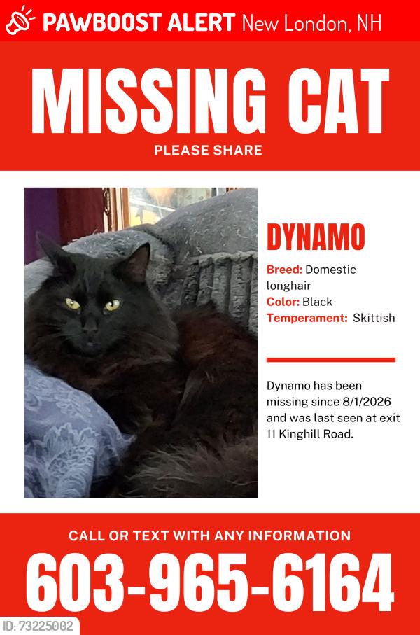 Lost Male Cat last seen Kinghill road exit on 11, New London, NH 03257