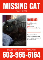 Lost Male Cat last seen Kinghill road exit on 11, New London, NH 03257