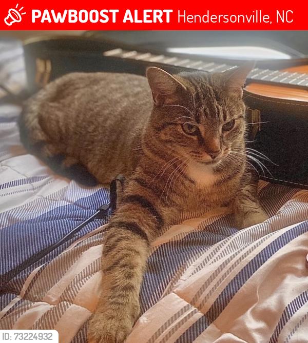 Lost Male Cat last seen Locust Grove rd, Hendersonville, NC 28792