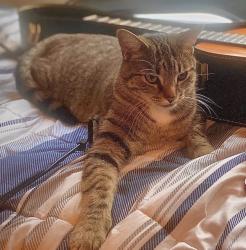 Lost Male Cat last seen Locust Grove rd, Hendersonville, NC 28792