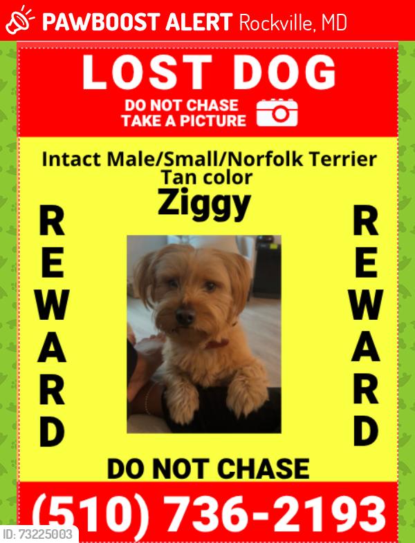 Lost Male Dog last seen E Jefferson St & Rollins Ave, Rockville, MD 20852