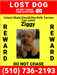 Lost Male Dog last seen E Jefferson St & Rollins Ave, Rockville, MD 20852