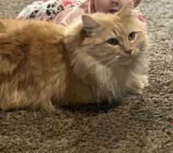Lost Male Cat last seen w holyoke and n cathrine st, Spokane, WA 99208