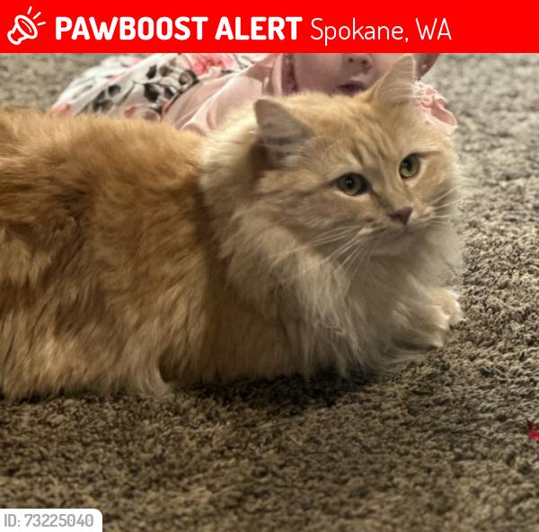 Lost Male Cat last seen w holyoke and n cathrine st, Spokane, WA 99208