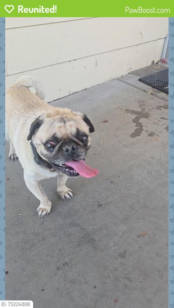 Reunited Male Dog last seen Sequoia Mobile Home Park, San Bernardino, CA 92410